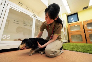 ญี่ปุ่นเปิดบ้านพักสุนัขชราแห่งแรก ดูแลน้องหมาครบวงจร